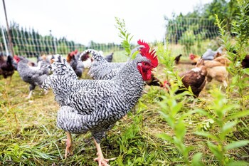 Upper Humber Settlement A Farmstay Bnb,,2 star