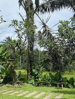 taro