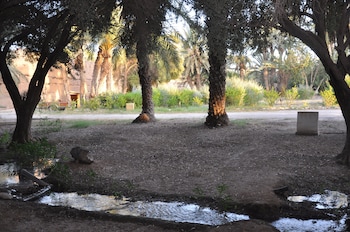 bivouac sous les palmiers bleus