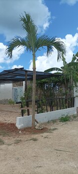 san rafael del yuma
