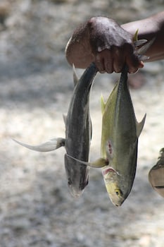kolombangara island