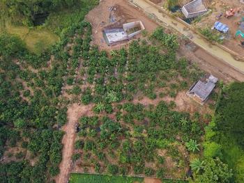 mango tree retreat