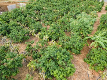 mango tree retreat