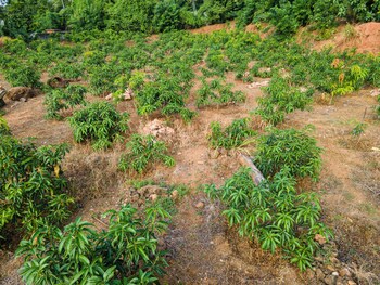 mango tree retreat
