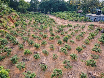 mango tree retreat