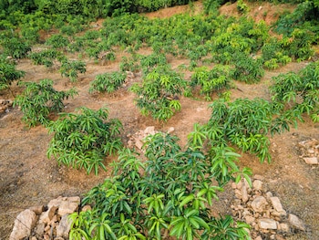 mango tree retreat