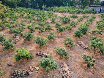 mango tree retreat