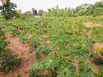 mango tree retreat