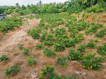 mango tree retreat