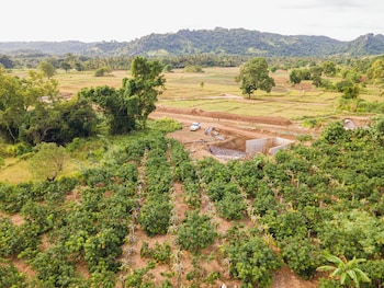 mango tree retreat