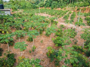 mango tree retreat