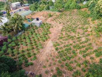 mango tree retreat