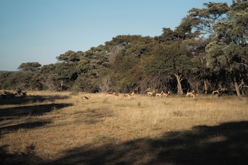 Room In Guest Room - Mmakuba Private Game Lodge, Superior Suite 5,,2 star