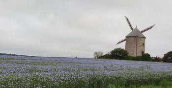 le petit moulin rouge