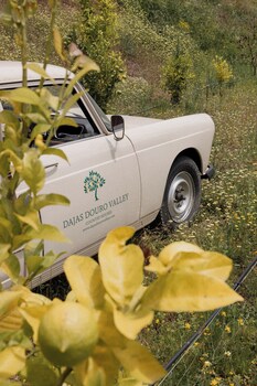 dajas douro valley new opening