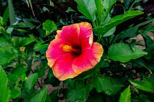 maui creek bures
