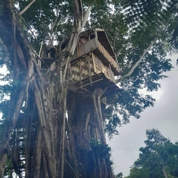 glowing view tree house and bangalow