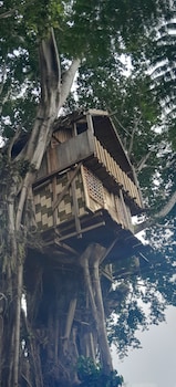 glowing view tree house and bangalow
