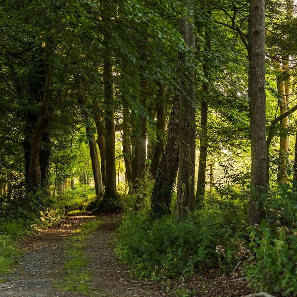 druids glen hotel and golf resort