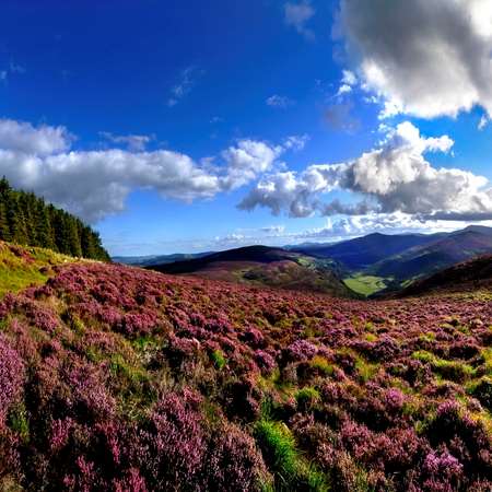 druids glen hotel and golf resort