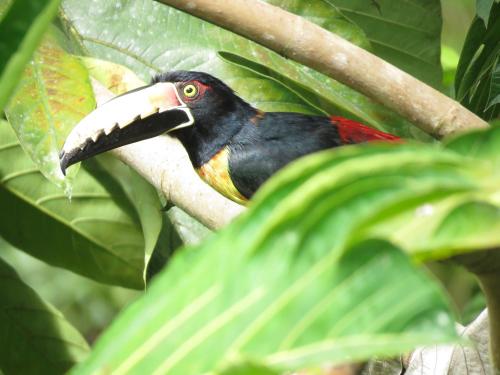 la posada de las aves