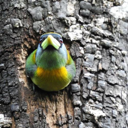 la posada de las aves
