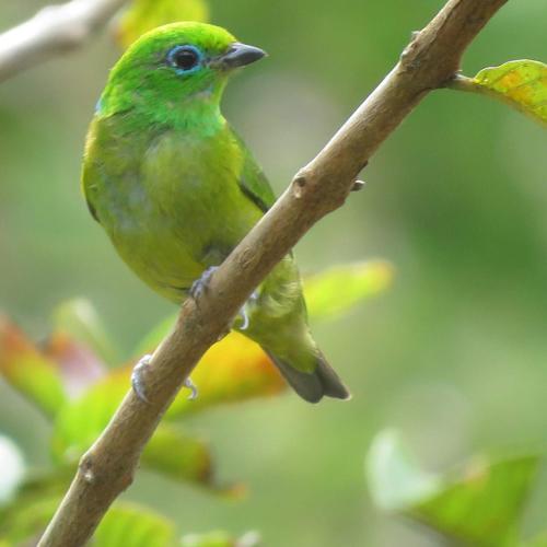 la posada de las aves