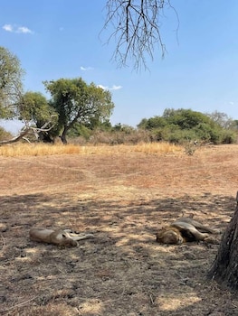 royal south luangwa safaris lodge