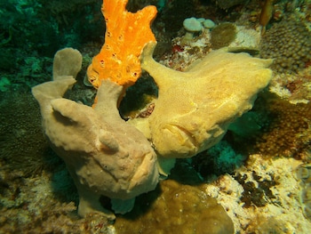 dive spot asia and brumini beach resort