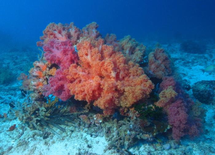 dive spot asia and brumini beach resort