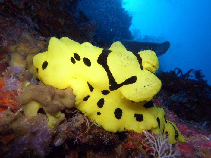 dive spot asia and brumini beach resort