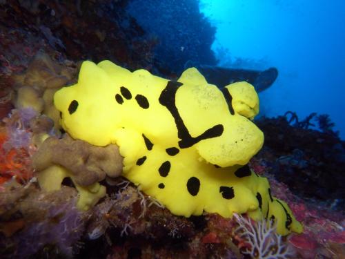 dive spot asia and brumini beach resort