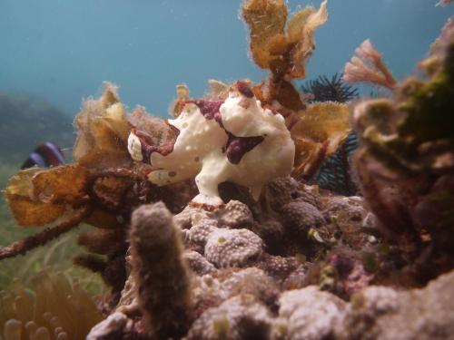 dive spot asia and brumini beach resort