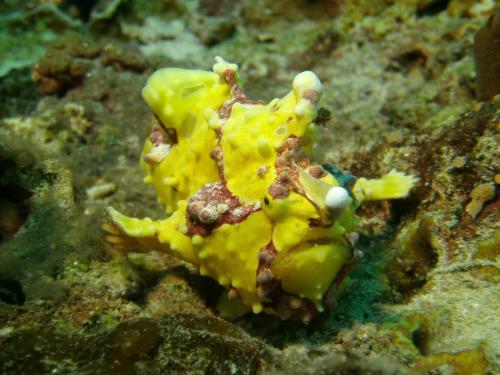 dive spot asia and brumini beach resort