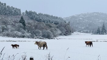 traditional highland cottage near loch ness sleeps 6