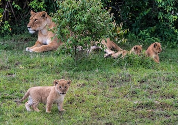 lions cradle