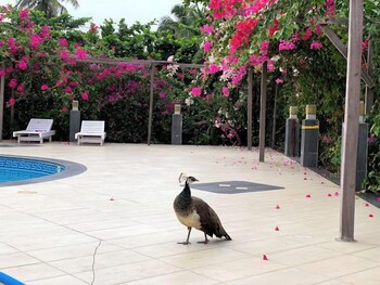 chakaville beach resort