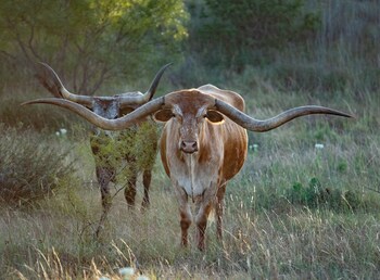 champion ranch