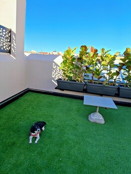 citrus daliani rooms