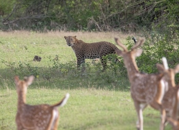 the den at yala