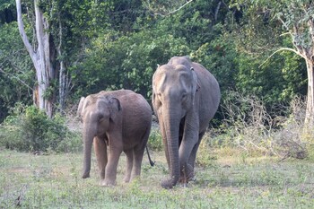 the den at yala