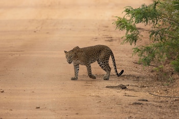 the den at yala