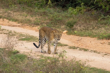the den at yala