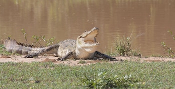 the den at yala