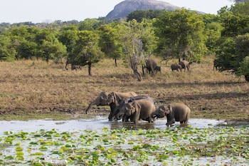 the den at yala