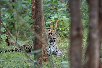 the den at yala