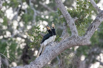 the den at yala