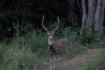 the den at yala