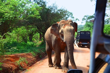 the den at yala
