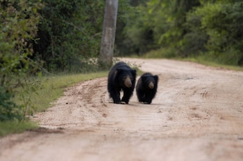 the den at yala